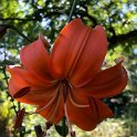 TN Seedling 1 Jack O Lantern X Portage Orange seedling -- Tracey Nelson