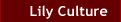 Lily culture