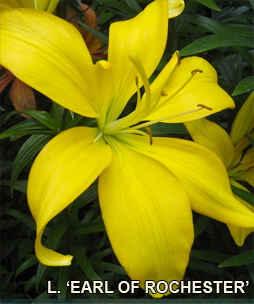 Lily, 'Earl of Rochester'