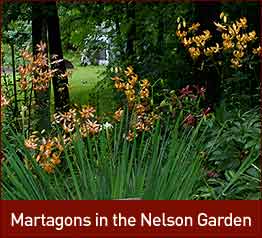 Martagons in the Nelson Garden.
