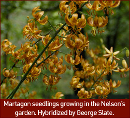 Martagon seedlings growing the Nelsons' garden.  Hybridized by George Slate.