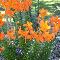 Alexis courtesy of Peggy Nerdahl