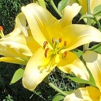 Bellville courtesy of Lily Garden