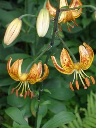 Aspen Gold martagon