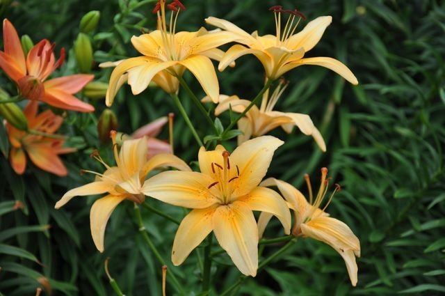 Butterscotch - stem
