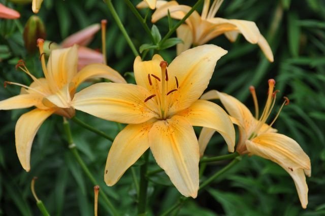 Butterscotch