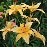 Butterscotch - stem