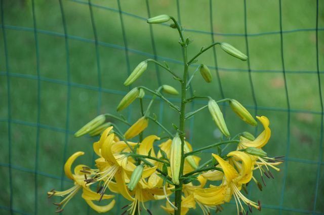 Canary Chorus - stem