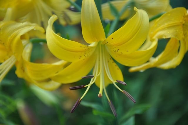 Canary Chorus