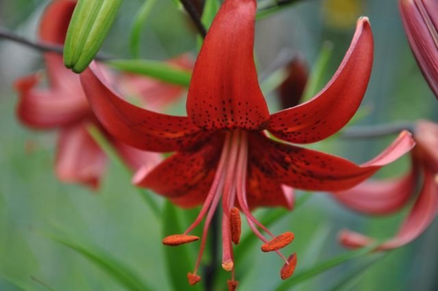 Chippewa Star