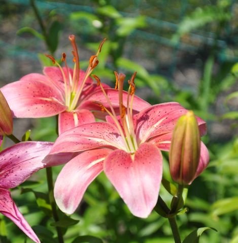 Cranberry Star