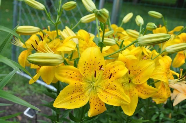 Dandy Lion - stem