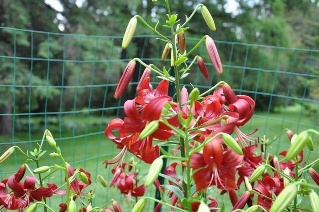 Earl's Red - stem