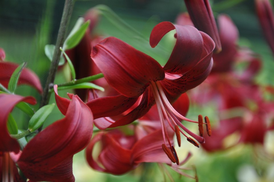 parentage: unnamed Tesca seedling X Winnie, Hybridyzed, Grown and Registered 1993, J. Wadekamper: E. Reed