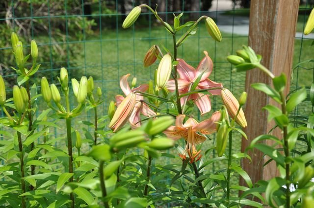 Honeywind stem