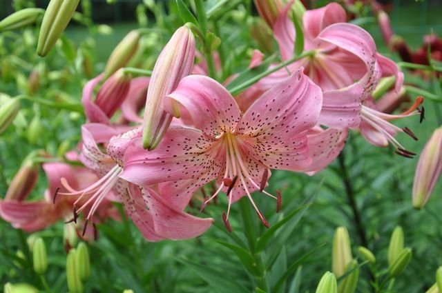 Iowa Rose