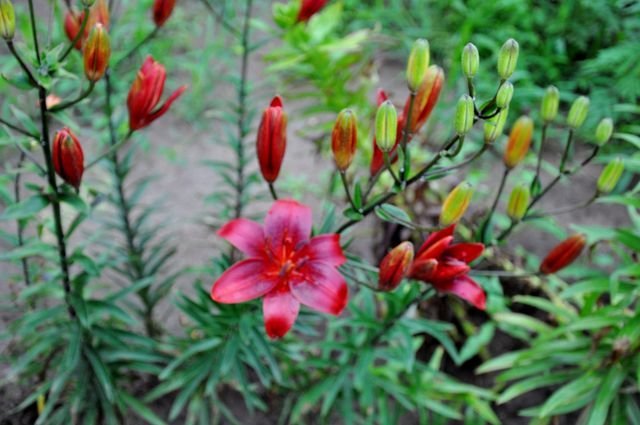 January Jewel