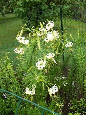 Louise - stem