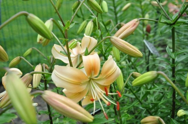 Maple Cream - stem
