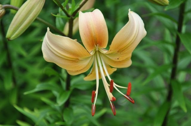 Maple Cream