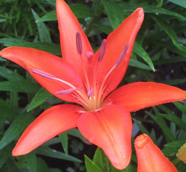 Orange Flame