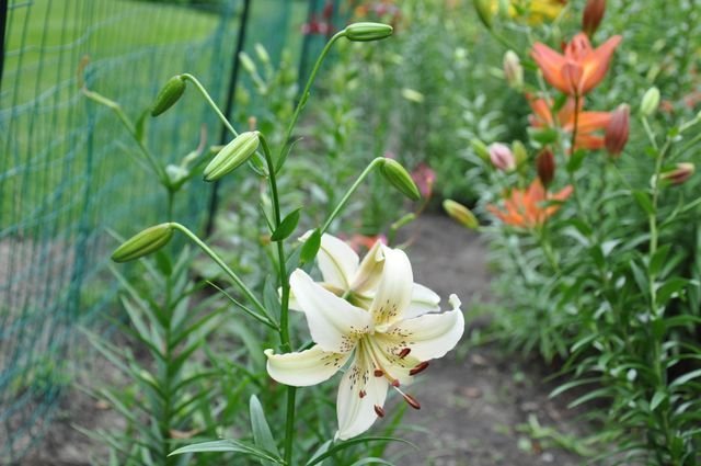 Queens Fancy - stem