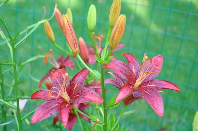 Red Rooster - Stem