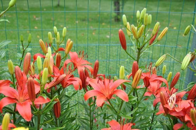 Red Silk - stem