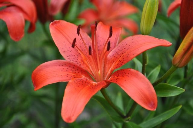 Red Silk
