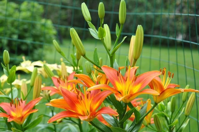 Ring of Fire - stem