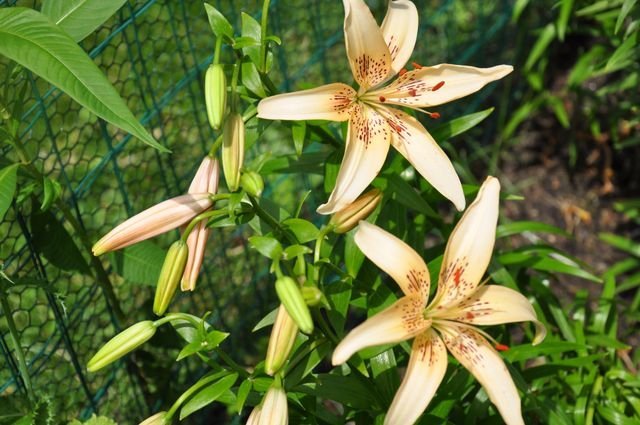 Star Blush