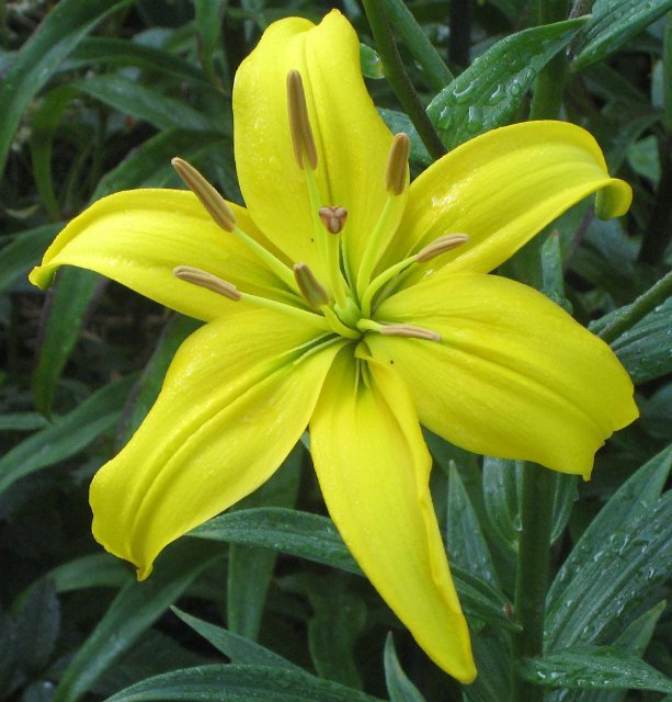 Yellow Magic