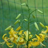 Canary Chorus - stem