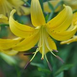 Canary Chorus